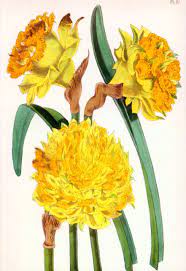 Daffodil Biography Of A Flower Nhbs Field Guides Natural History