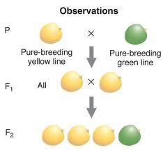 Choose from 500 different sets of flashcards about dihybrid cross worksheet on quizlet. Biology Chapter 10 Inheritance Flashcards Quizlet