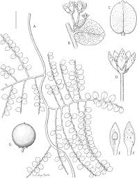 Image result for Embelia ruminata