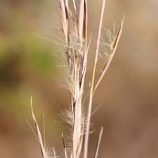 Image result for Eragrostis paniciformis