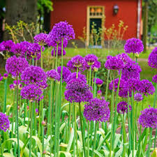 Пиво victory art brew, garden sensation dipa 0.5 л. Purple Sensation Allium Late Spring Garden Michigan Bulb