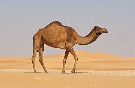 Nutritional and therapeutic characteristics of camel milk in children: Can The Healing Properties Of Camel Milk Stop Seizures Nutrition For Seizures