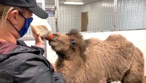 Alcoholics anonymous is a worldwide informal fellowship of men and women who help each other to stay sober offers help to anyone who has a drinking problem, and wants to do something about it we are not experts, however we have a special understanding of. Bramble Park Zoo Staff Welcomes Baby Camel While Saying Goodbye To Longtime Jaguar Keloland Com