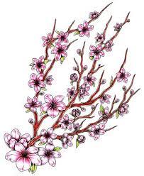 Blossom Japanese Cherry Tattoo Meaning New Tattoo Cherry Tattoos Japanese Flower Tattoo Cherry Blossom Tattoo