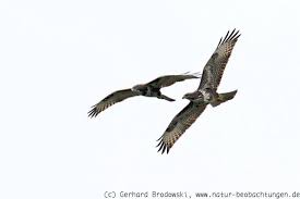 Bartgeier weisen nur einen sehr geringen geschlechtsdimorphismus auf. Flugbilder Greifvogel Singvogel Enten Ganse Deutschland Natur Beobachtungen