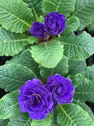 Image result for Primula
