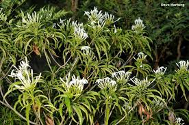 Image result for Apocynaceae subfamilies Apocynoideae and Rauvolfioideae