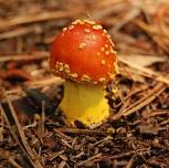 Fungus Among Us