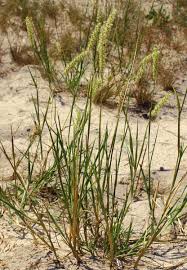 Image result for Cenchrus biflorus