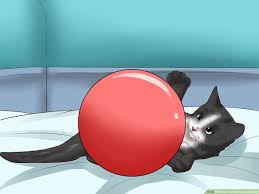 How to moving cat across the country? 4 Ways To Transport A Cat Safely Wikihow Pet