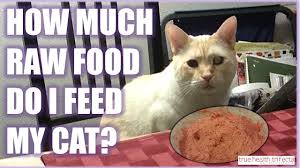 How much should i feed my indoor cat? Feeding Portion Calculator Cat Lady Fitness Raw Cat Food Apparel By Puppy The Cat