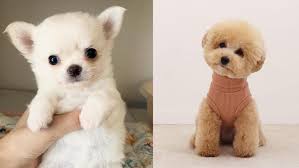 There are more than 150 different types of dog breeds listed below with their origin, personality, type and pictures. 17 Best Therapy Dog Breeds List Puppies Club