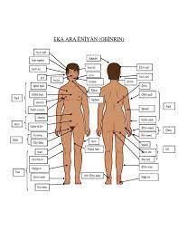 The eyes are a significant part of the body anatomy. File Female Body Parts Pdf Wikimedia Commons