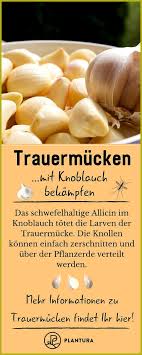 Kampf Gegen Trauernde Mause Mit Hausmitteln Diese Tricks Helfen Wirklich Diese Gegen Hausmitteln Helfen Ka Trauermucken Hausmittel Schadlingsbekampfung