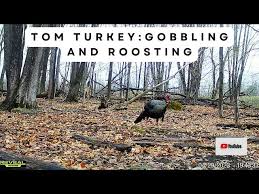 Tom Turkey Gobbling and Taking Flight