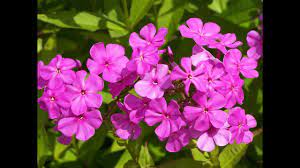 How To Grow And Care For Phlox Plant Urdu Hindi Youtube