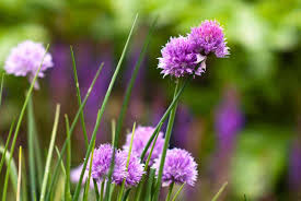 We discovered an amazing page listing 16 of the best edible plants that you can grow indoors. 5 Edible Flowers You Can Grow In Your Apartment The Rent Com Blog