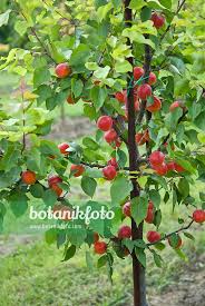 Image result for Prunus armeniaca