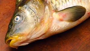 Sternekoch Alexander Herrmann Karpfen Im Tempurateig Br De Karpfen Rezept Karpfen Sternekoch