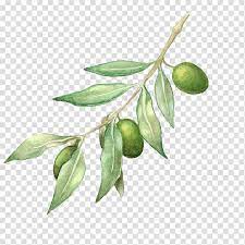 Green Leafed Plant With Green Fruit Illustration Olive Oil Olive Branch Drawing Olive Oil Transparent Back Olive Branch Art Branch Drawing Fruit Illustration