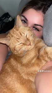 Lost orange cat in West Wareham, Carver Rd, needs help finding