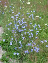Image result for Cichorium
