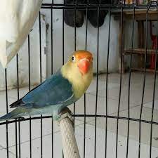 Lovebird euwing vio sf perso sold out (2,5 juta) uwing vio sf perso umur 4 bulan prediksi kuat betina sehat wal afiat. Pb Vio Harga Promo Shopee Indonesia