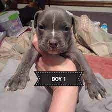 And some seriously fascinating facts to. Blue Nose Pitbull Puppies For Sale Near Me Pet S Gallery