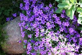 As the temperatures grow hotter, so do the leaves. Care Of Aubrieta Groundcover What Are Aubrieta Growing Conditions