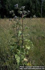 Image result for Argyrolobium tomentosum