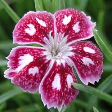 Dianthus Hybride Jane Austen Englische Garten Nelke Englischer Garten Jane Austen Garten