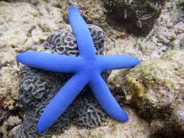 We did not find results for: Gambar Bintang Laut Biru 1 Animals Diy And Crafts Crafts