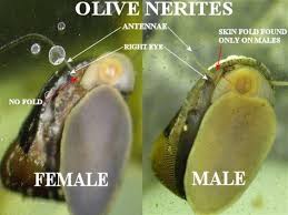 Snail Eggs Fish Tank In 2020 Aquarium Snails Pet Snails Fresh Water Fish Tank