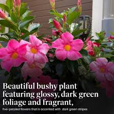 Image result for Dactyladenia