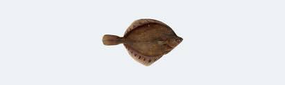 Image result for Platostoma dilungense