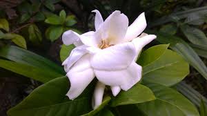 Diy bunga sedap malam dari plastik kresek | how to make tuberose flower from plastic bag. Bunga Kacapiring Gardenia Steemit