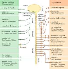 Auge, ohr oder hautsinnesorgane) haut und hautanhangsgebilde wie z.b. Vegetatives Nervensystem Wikipedia