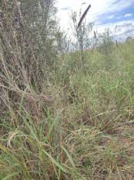 Image result for Setaria incrassata