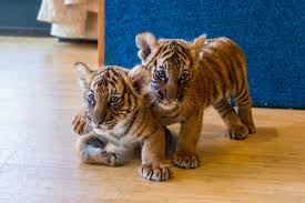 Shark pups can be from 20 to 30 inches in size at birth. Tiger Cubs Bronx Zoo