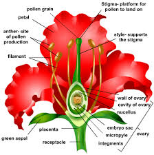 Pin On Rhs Level 3 Horticultural Studies