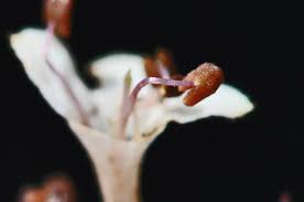 Image result for Volkameria glabra