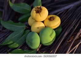 Image result for Ebenaceae