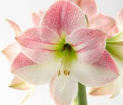 With a little fertilizer and summer sun, your amaryllis will bloom again, bigger and better than ever! How To Get Your Amaryllis To Bloom Twice A Year Garden Gate