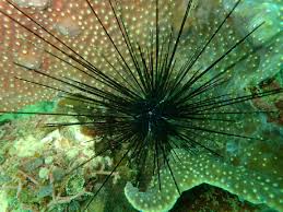 Image result for Sebaea sedoides