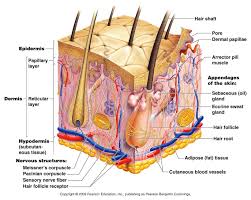 Skin Structure Diagram Labelled Diagram Skin Structure