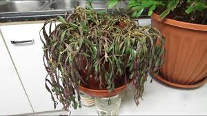 There are certain factors that can help — or hinder — your christmas cactus's potential. My Gift Of A Very Old Easter Cactus Rhipsalidopsis Rosea My Plans To Revive It Youtube