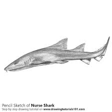 Is her neighbour willing to pay? Nurse Shark Pencil Drawing How To Sketch Nurse Shark Using Pencils Drawingtutorials101 Com