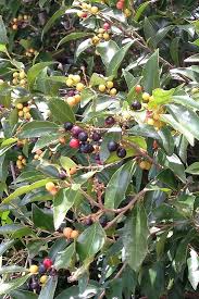 Image result for Scolopia