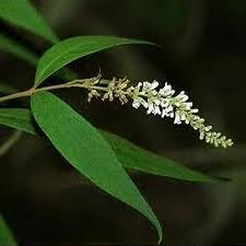 Image result for Buddleja pulchella