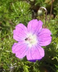 Image result for Geranium incanum